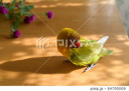 ボタンインコと花の写真素材