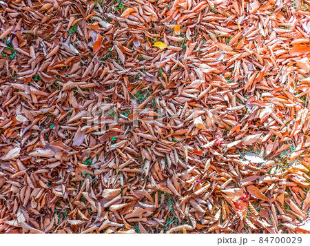 冬の陽射しに乾燥した落ち葉 84700029