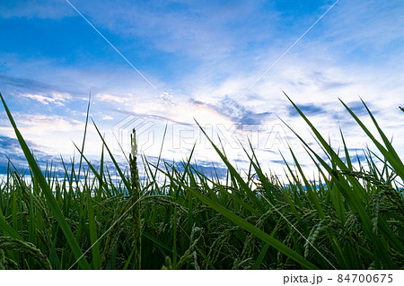 青空と田んぼ 84700675