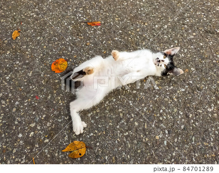 落ち葉と子猫 落ち葉と子猫 84701289