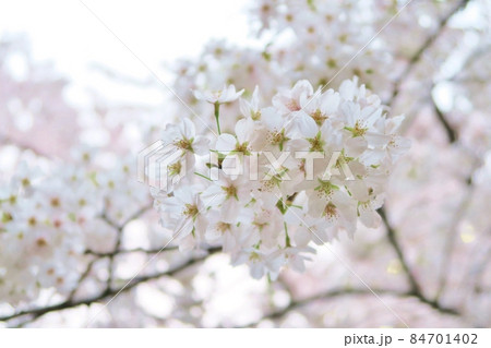満開の桜 東京 満開の桜 東京 84701402