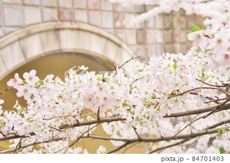 愛宕トンネルと桜 東京 愛宕トンネルと桜 東京 84701403
