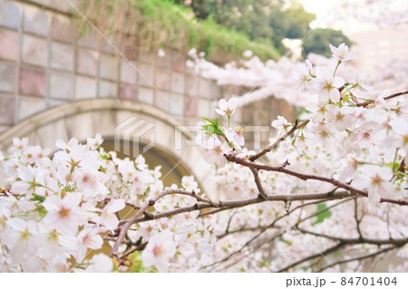 愛宕トンネルと桜 東京 愛宕トンネルと桜 東京 84701404