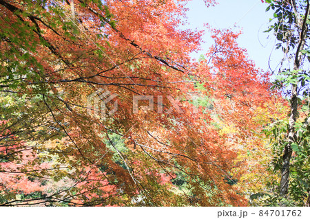 五家荘の紅葉 84701762