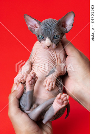 Cattery female veterinarian conducts medical exam of seven weeks old kitten of blue and white color of Sphynx Hairless breed. Red background. Point of view shot. Concept of protecting health of pets. 84701938