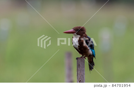 White - throated Kingfisher perched on a tree stump. 84701954