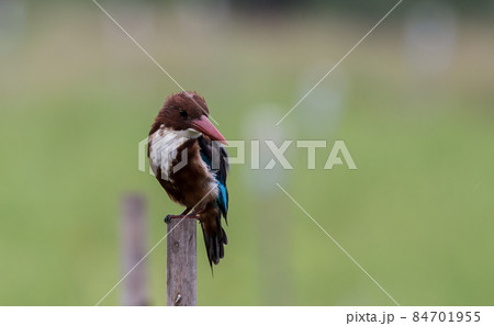White - throated Kingfisher perched on a tree stump. 84701955