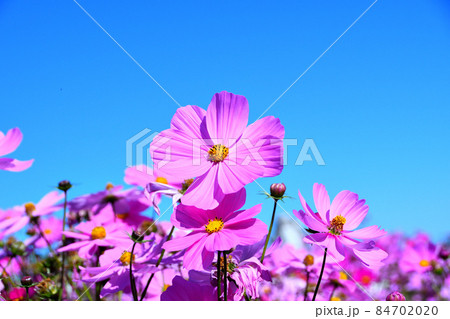 コスモス 84702020