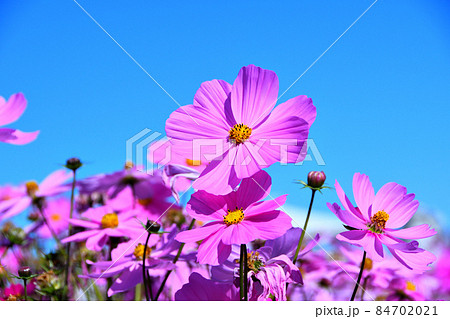 コスモス 84702021