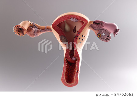 Model of the female reproductive system on gray background 84702063