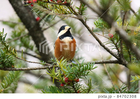 ヤマガラ　やまがら　北海道野鳥 84702308