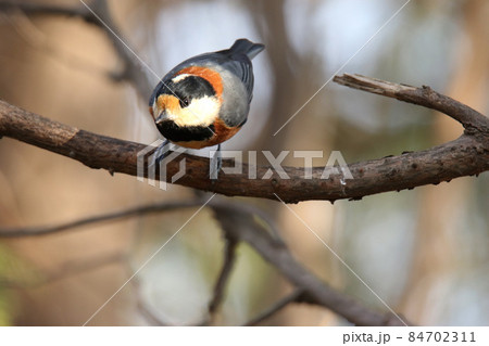 ヤマガラ やまがら 北海道野鳥 ヤマガラ やまがら 北海道野鳥 84702311