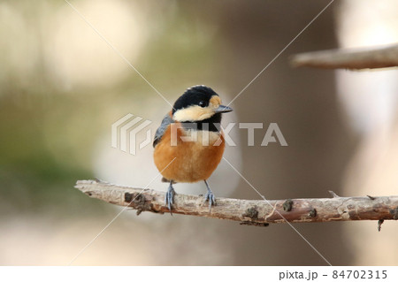 ヤマガラ　やまがら　北海道野鳥 84702315