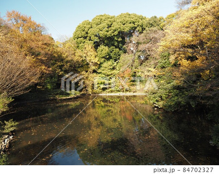 明治神宮北池の風景 明治神宮北池の風景 84702327