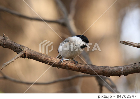 松の実をついばむハシブトガラ 嘴太雀 はしぶとがら 北海道野鳥 松の実をついばむハシブトガラ 嘴太雀 はしぶとがら 北海道野鳥 84702547