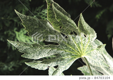 ヤツデ　スパイダーウェブ 84703104