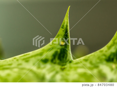 Cactus thorns beautiful closeup Cactus thorns beautiful closeup 84703480