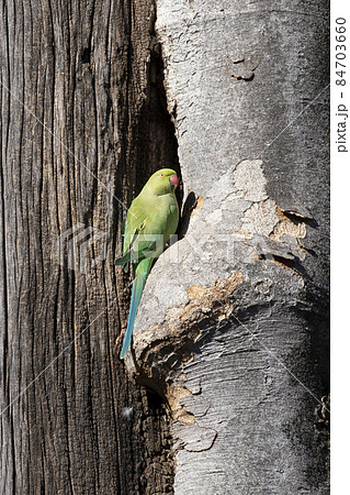 Indian Ringneck Parakeet Indian Ringneck Parakeet 84703660