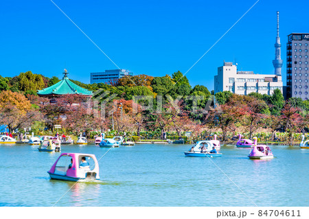 東京 上野公園 秋の不忍池 東京 上野公園 秋の不忍池 84704611