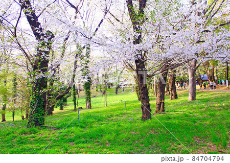 【東京】春の渋谷 花見客で賑わう代々木公園 桜と新緑のコントラスト 【東京】春の渋谷 花見客で賑わう代々木公園 桜と新緑のコントラスト 84704794