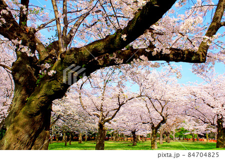 【東京】春の渋谷・代々木公園　青空とダイナミックな満開の桜 84704825