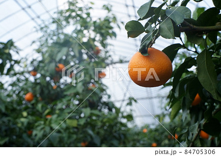 紅マドンナ　畑 84705306