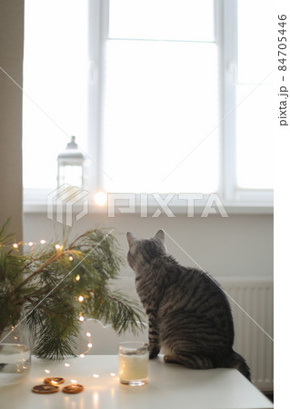 funny cat in a room decorated for Christmas and New Year. 84705446