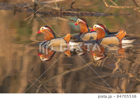 Beautiful Mandarin Duck swimming on the water. France, Europe. 84705536