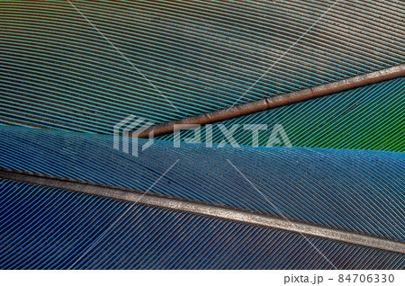 Detail of parrot feathers with bright colors. 84706330