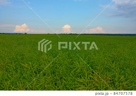 Beautiful green field in the countryside against the blue sky. 84707578
