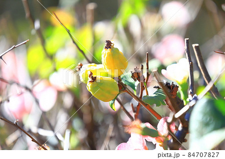 冬に咲く寒木瓜（かんぼけ）の花と実 84707827