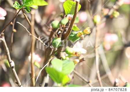 冬に咲く寒木瓜 かんぼけ の花と実の写真素材