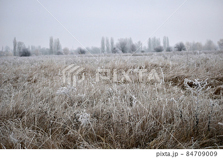 Early winter. Natural landscape. The dry grass on the field was covered with frost. 84709009