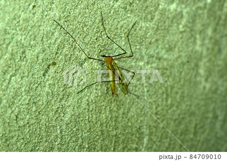 A large bloodthirsty mosquito on the wall. 84709010