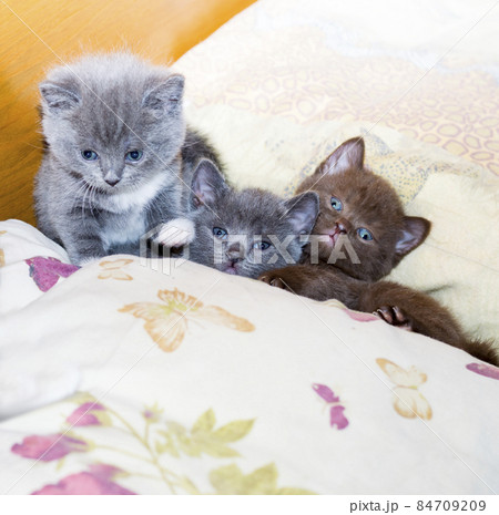 Three funny Scottish kittens on the bed Three funny Scottish kittens on the bed 84709209