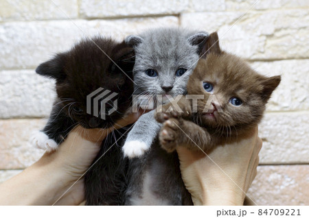 A bouquet of three Scottish kittens in the hands 84709221