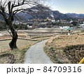 棚田に古木 84709316