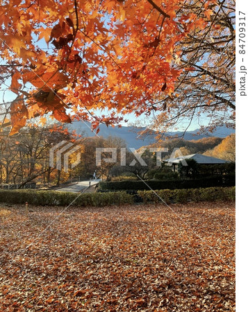 早朝の公園 早朝の公園 84709317