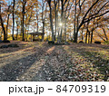 紅葉が神秘的な朝 84709319