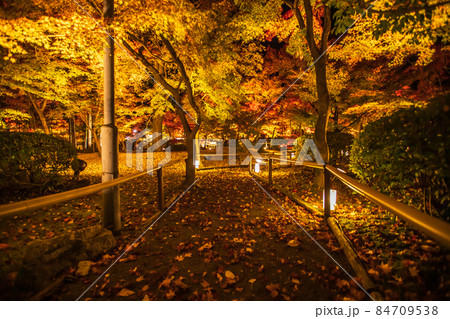 永観堂の紅葉　夜間特別拝観 84709538