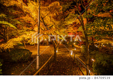 永観堂の紅葉　夜間特別拝観 84709539
