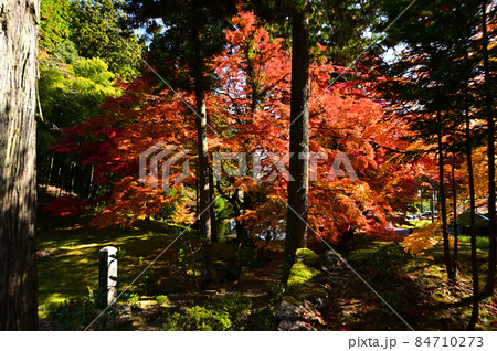龍穏寺の紅葉 龍穏寺の紅葉 84710273