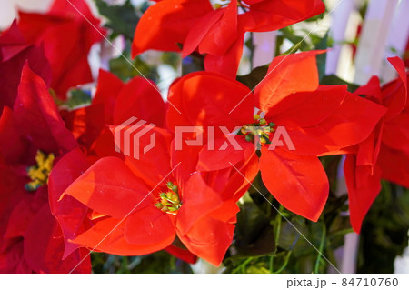 Colorful christmas red artificial flower with blue background. Colorful christmas red artificial flower with blue background. 84710760