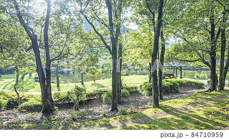 新緑の公園・木漏れ日の散歩道（あやめ池公園） 84710959