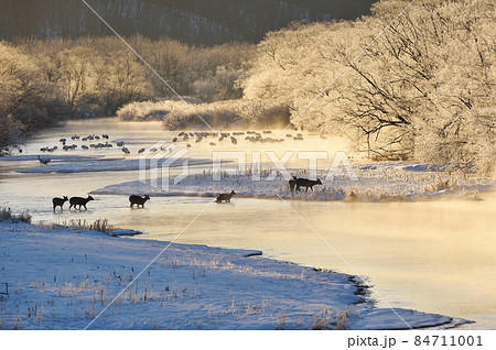 朝日に染まる樹氷に包まれたタンチョウのねぐらに現れたエゾシカの群れ（北海道・鶴居） 84711001