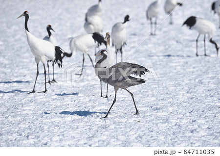 珍しい！タンチョウの群れに混ざるクロヅル（北海道） 84711035