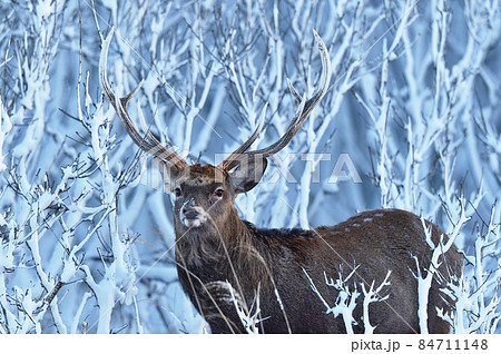 着雪した樹木とオスのエゾシカ（北海道） 84711148
