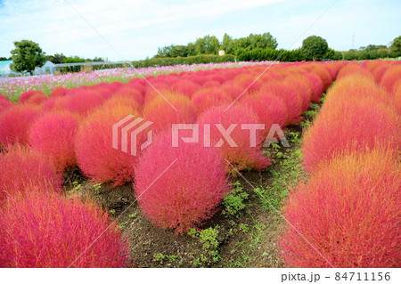 コキア紅葉 コキア紅葉 84711156