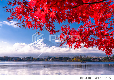 《山梨県》秋の富士山・河口湖湖畔の紅葉 《山梨県》秋の富士山・河口湖湖畔の紅葉 84711715