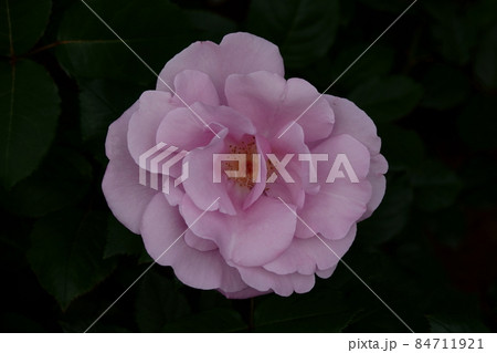 Blue Light ブルー・ライト 84711921